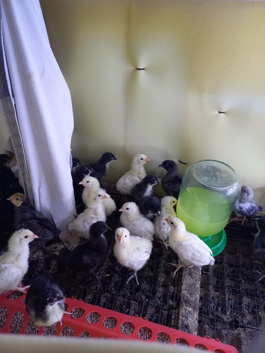 Продам птенцов породы