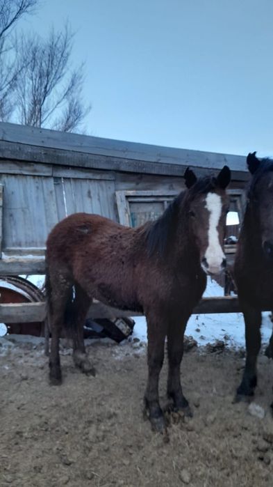 Продам жерепчиков.