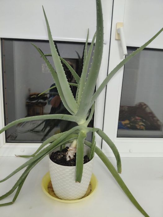 Алоэ лечебный 5000 тенге