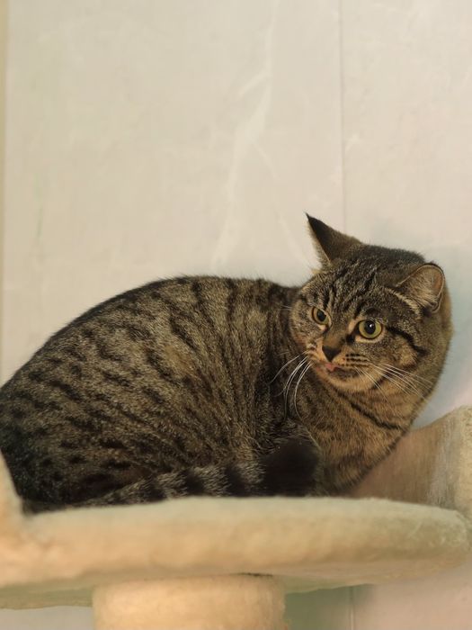 Фортуна 2 годика