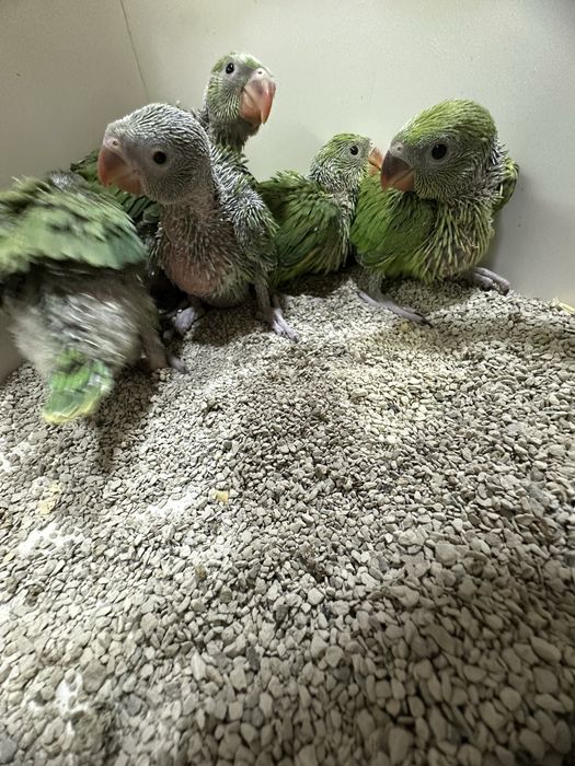 Tayyor kashada ruchnoy qilishga anjrella