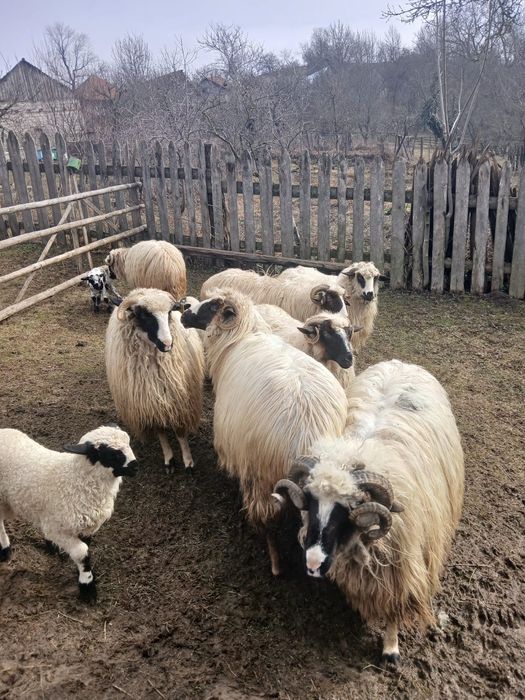 Vând oi ,preț si mai multe detalii la telefon >