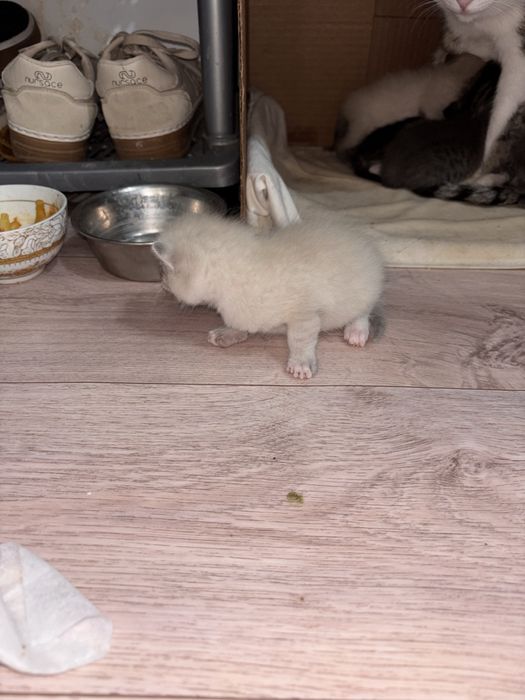 Котенок 3 девочек 3 мальчика