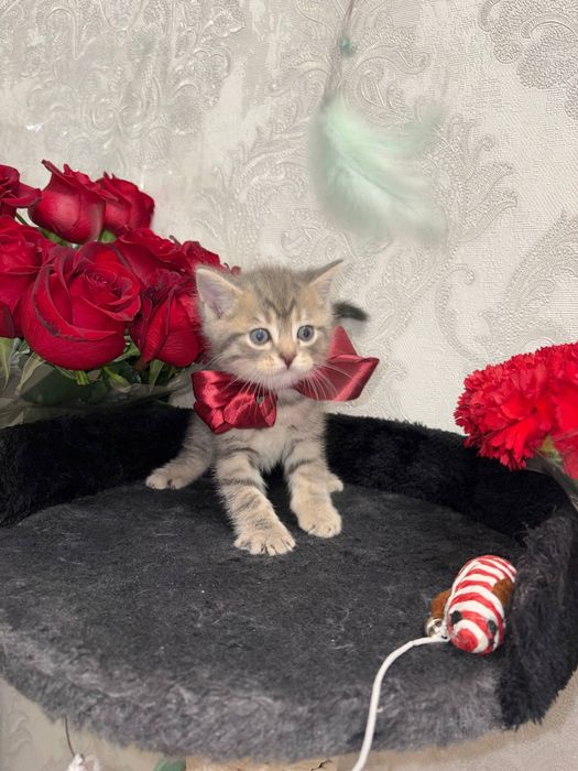 Продаётся котята