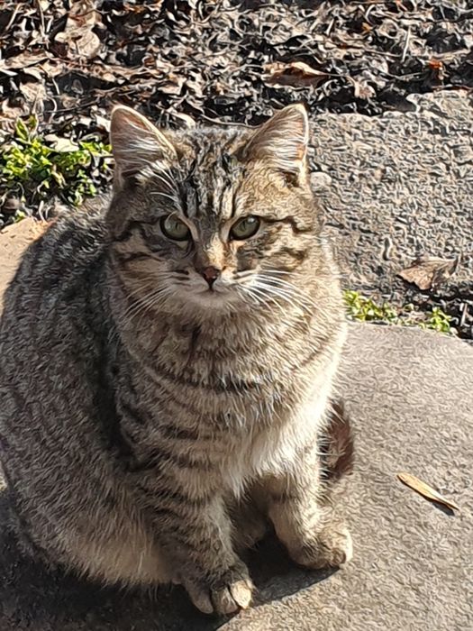 Ласковый котик 5 мес.