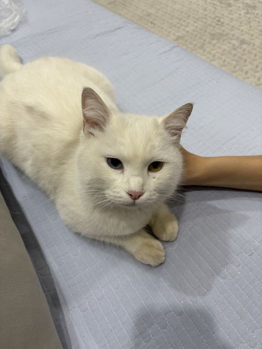 Продаётся белый кот с разными глазами