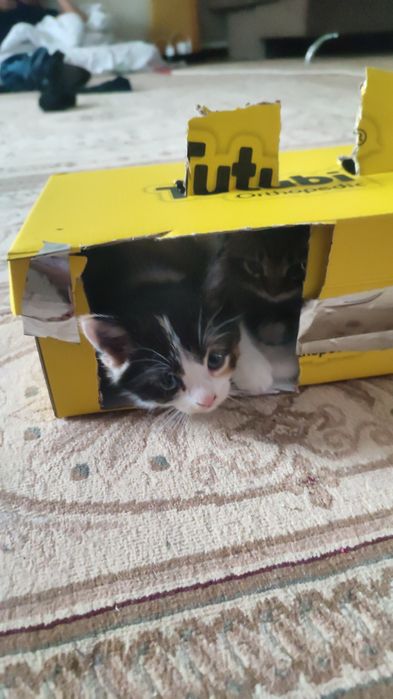 Котенок домашний