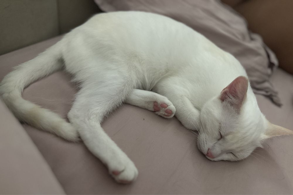 Котенок ищет любящий дом