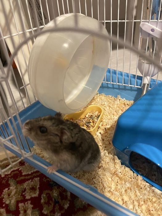 Pereche 2 Hamsteri Pitici + Cușcă