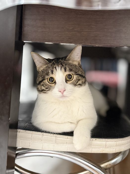 Отдам кота мальчика в добрые руки