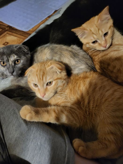 Отдам котят в хорошие руки!