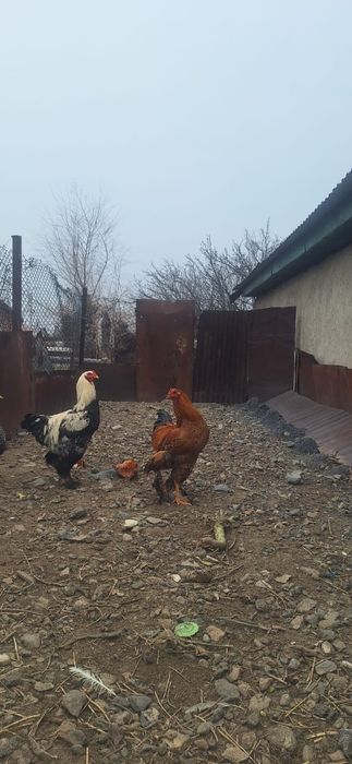 Молодые петрушки