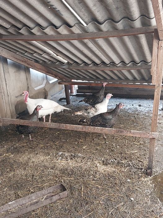 Продам Яйца В Инкубатор Другое