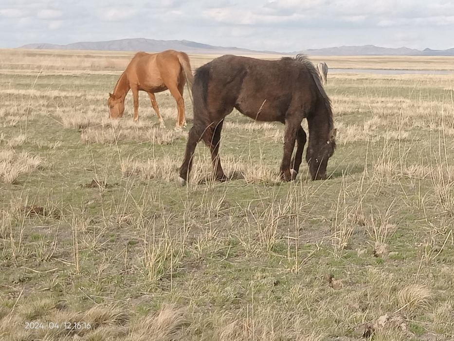 1 жасар еркек тай