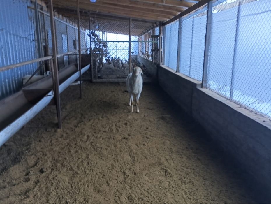 Кошкар крупный производитель