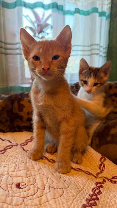 Отдам котят в добрые руки