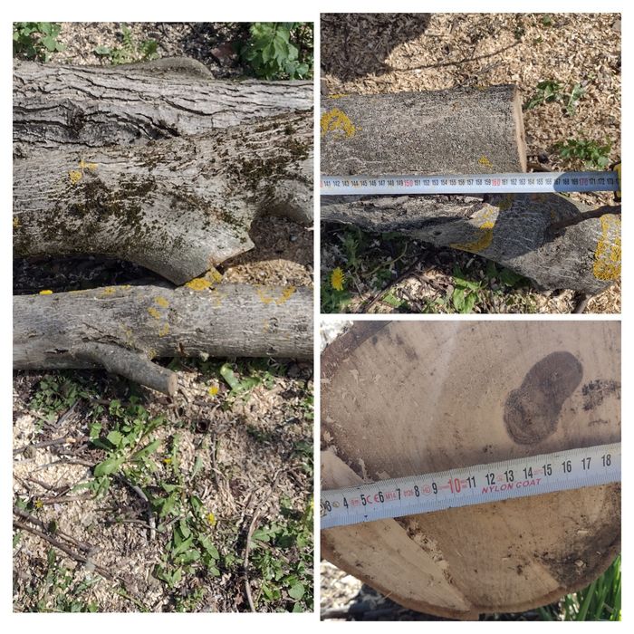 Продва орех на трупи