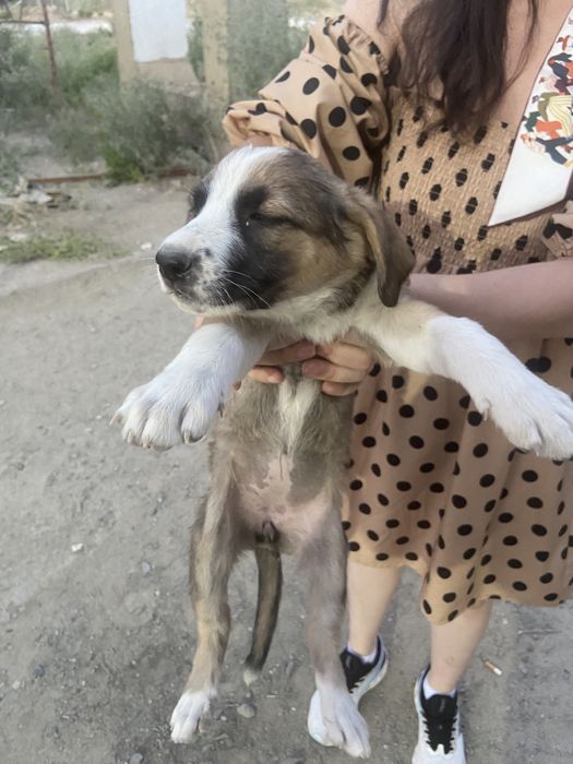 Щенята в добрые руки