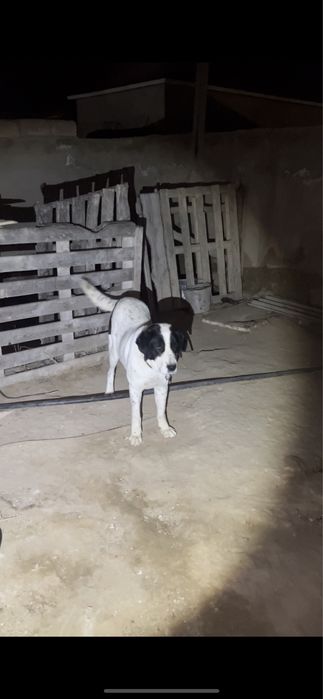 Собака алабай тобет