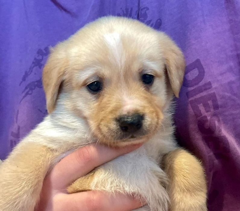 Donez cățeluși metis de Labrador cu Bichon havanez