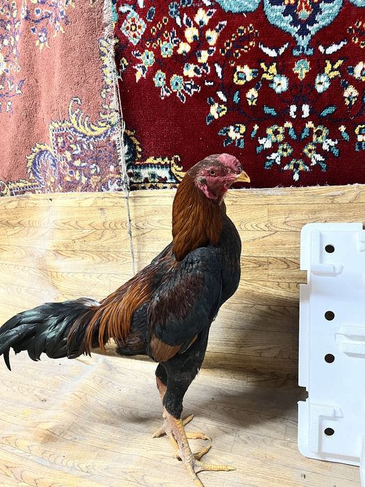 Дакан джужа майский