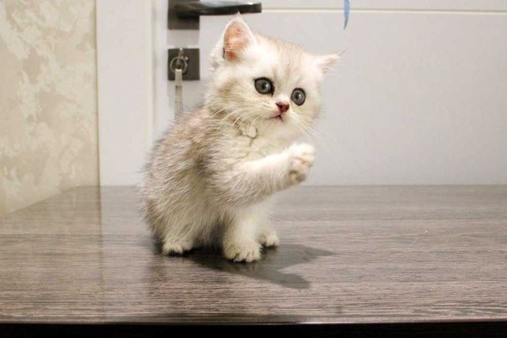 Zotdor Scottish Fold va Scottish Straight Shinshila mushuklar sotiladi
