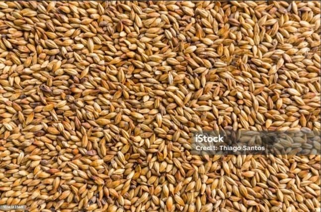 Продам Ячмень (арпа)