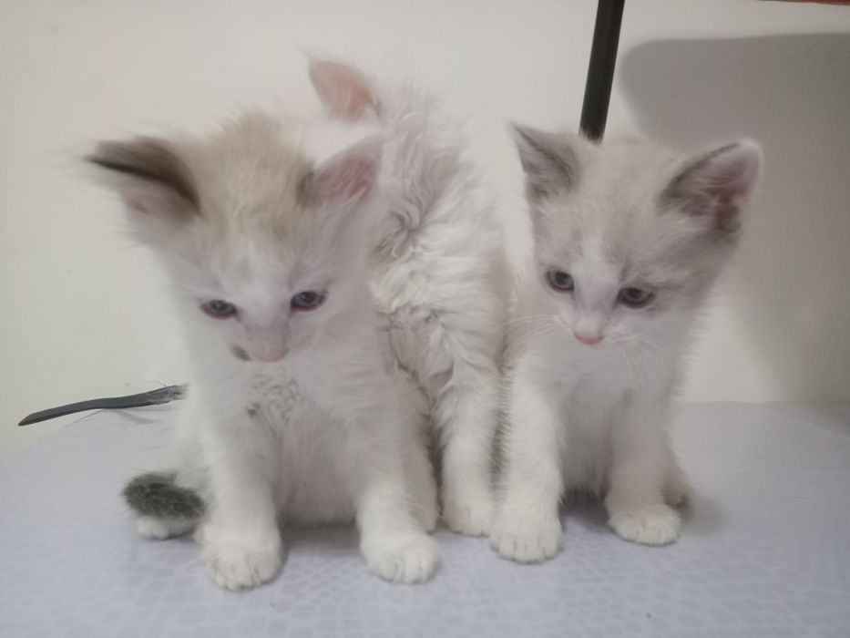 Котята 2 месяца.