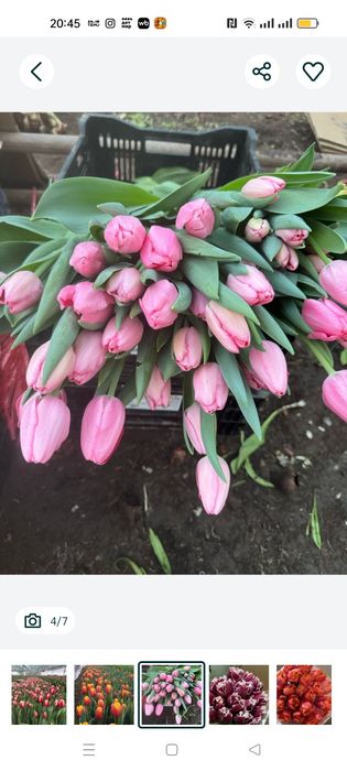 Тюльпаны свежие хороший выбор