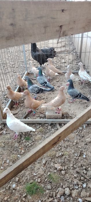 Pentru cunoscători ceva frumos!