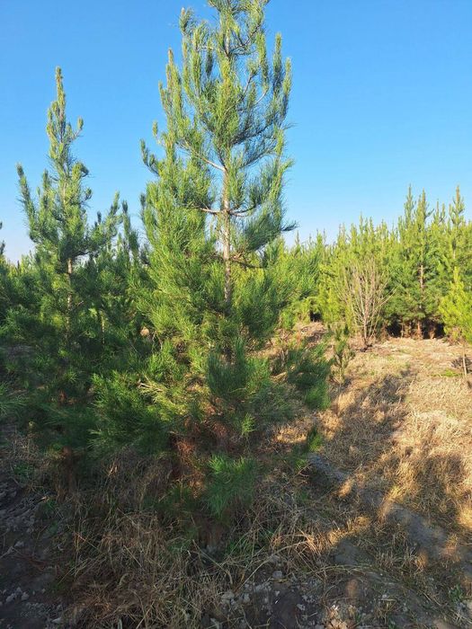 Продаётся ёлки сосна