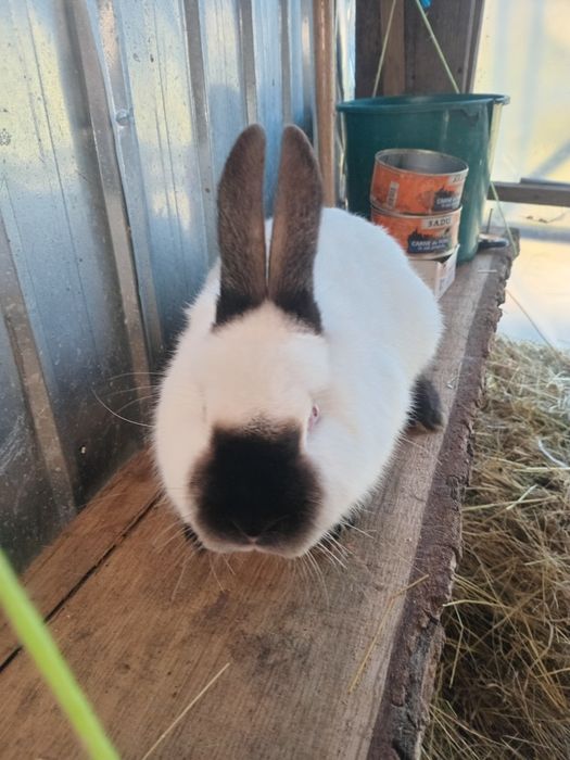 Schimb iepuroi Californian