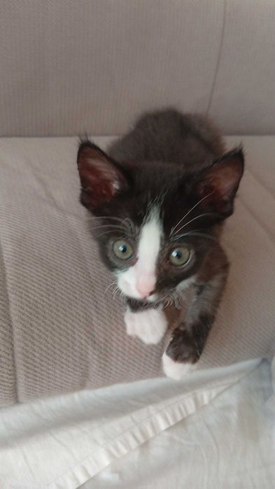 Котята в ответственные руки