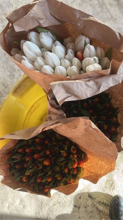 Тюльпаны в наличие и на заказ