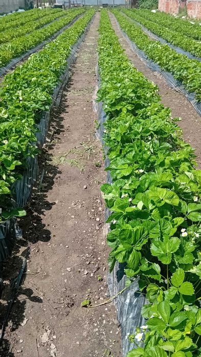 Разсад за ягоди подбрани сортовеотгледани с като био ягоди  6 сорта