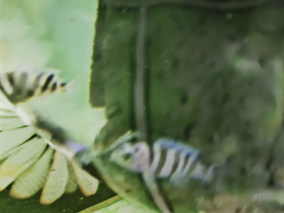 Рыбки аквариумные, цихлиды