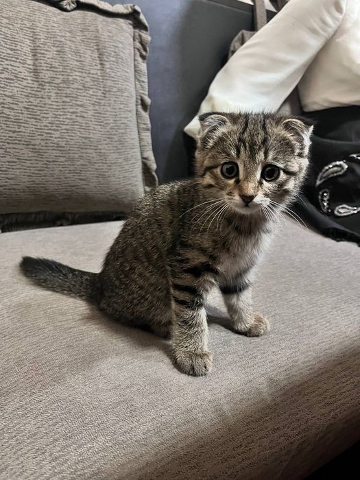 Scottish fold qiz 2 oylik