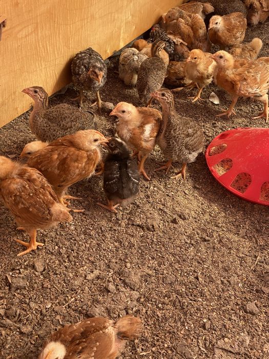 Pui de gaina,pui rasa mixta,bibilici,boboci de gasca