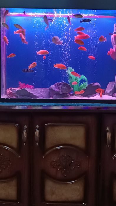 Akvarum ishlab turgan baliqla bilan sotiladi