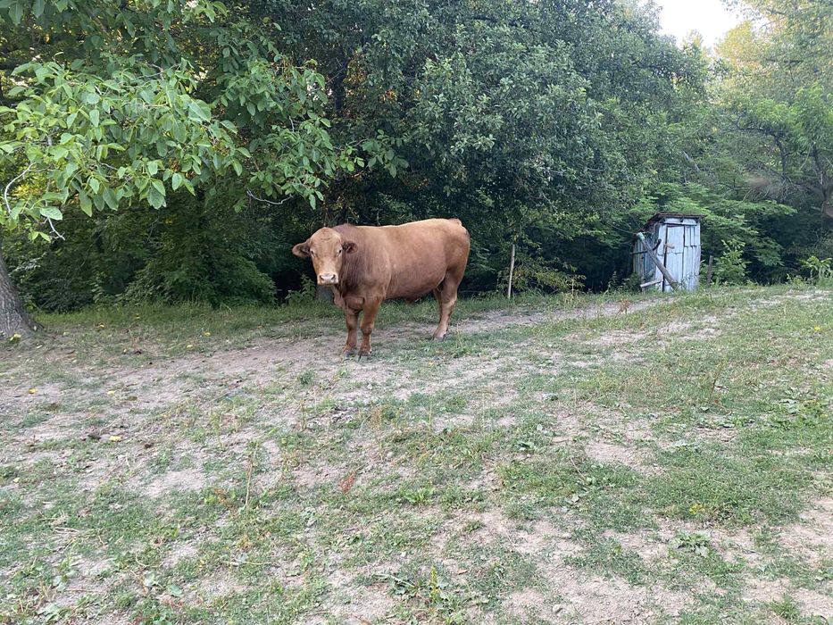 Taur Angus de vanzare