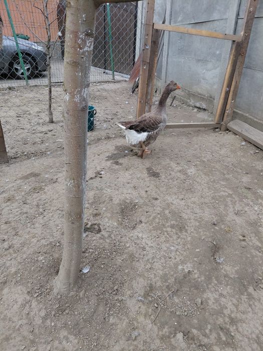 Vând o gâscă moțată metis Toulouse