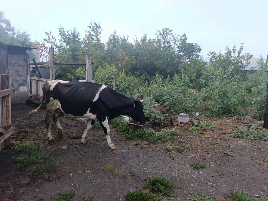 Продам коров дойных