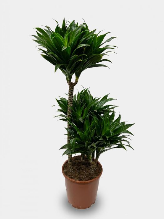 Драцена  зелёная