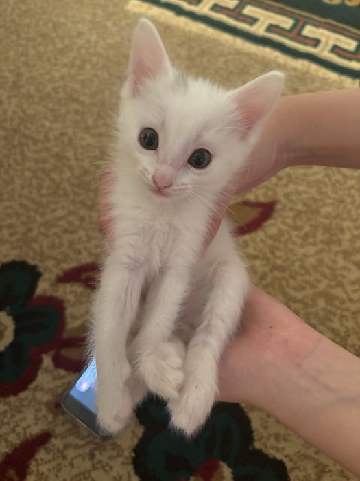 Отдам в добрые руки котят