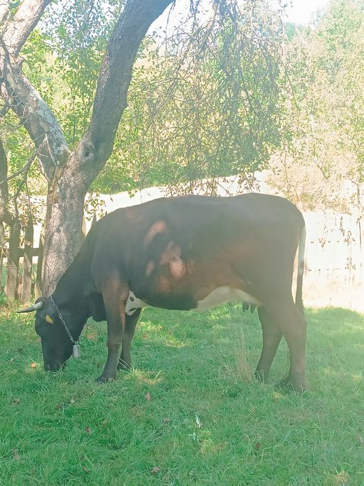 Vând vaca mai multe detalii la telefon