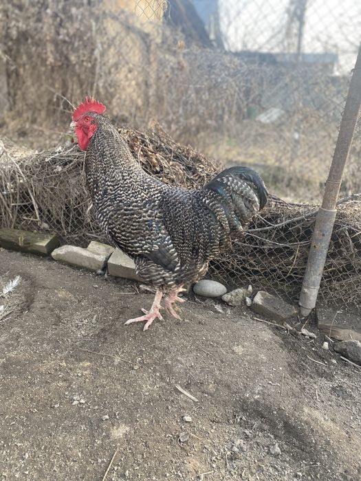 Продам петуха брама