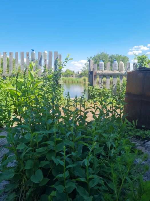 Сррчно продаю дачу в обществе Черемушки