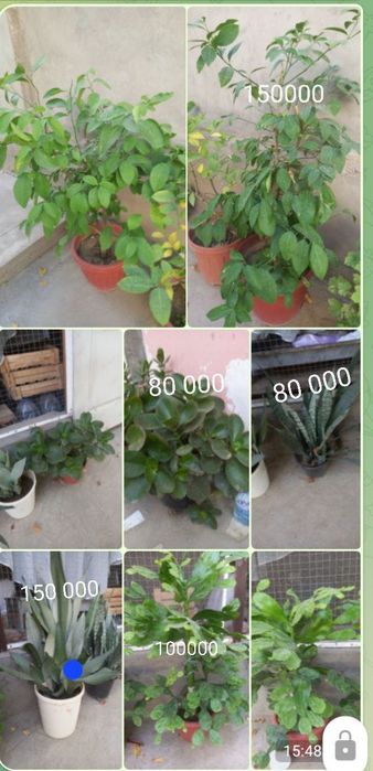 Цветы разные лимоны ,сансивьерия и.т.д