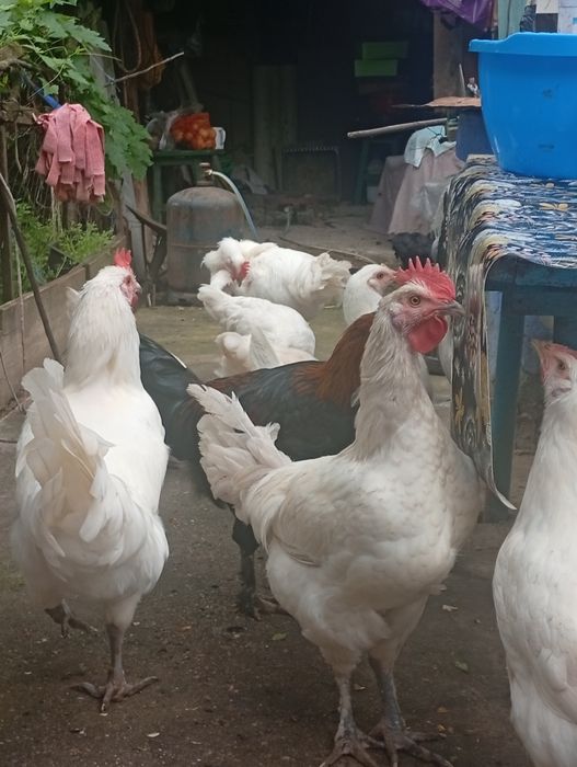 Cocoșeii de LaBresse