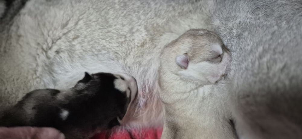 Щенки хаски помесь